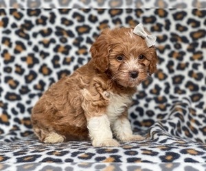 Cavapoo-Poodle (Miniature) Mix Puppy for sale in LAKELAND, FL, USA