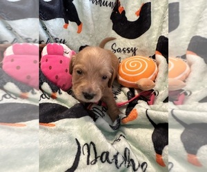 Dachshund Puppy for sale in BENNINGTON, OK, USA