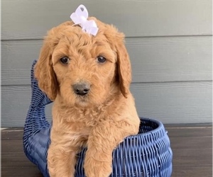 Goldendoodle-Poodle (Standard) Mix Puppy for sale in FLAT ROCK, NC, USA