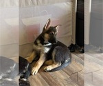 Small #6 German Shepherd Dog