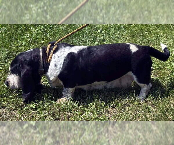 Medium Photo #2 Basset Hound Puppy For Sale in Deepwater, NJ, USA