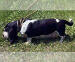 Small #1 Basset Hound