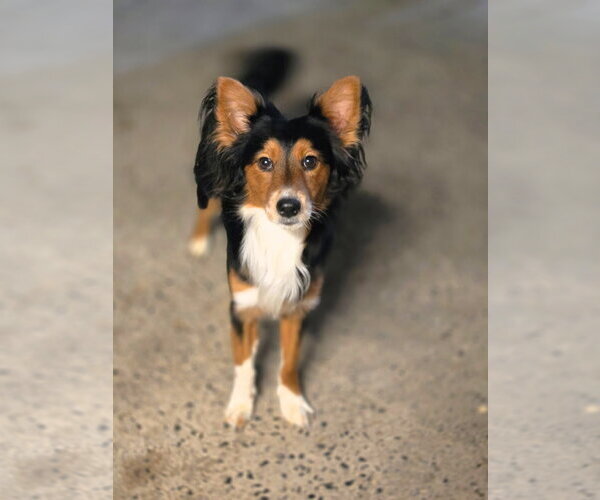 Medium Photo #3 Mutt Puppy For Sale in Crandall, GA, USA