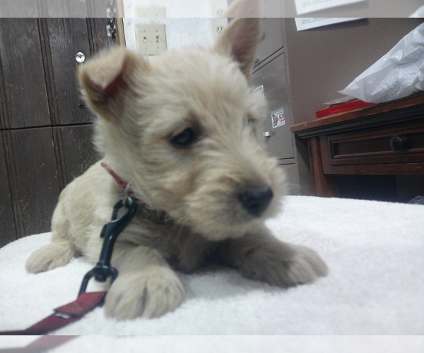 Medium Photo #4 Scottish Terrier Puppy For Sale in MEAD, WA, USA