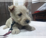Small #3 Scottish Terrier