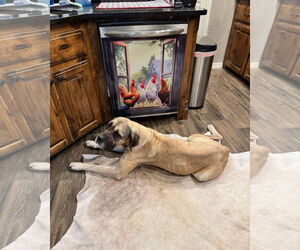 Mirabelle - Female Mastiff Dog for Adoption - Photo #6