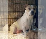 Small American Pit Bull Terrier