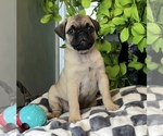 Small #4 Pug