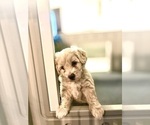Puppy Mr Butter Cup Goldendoodle (Miniature)
