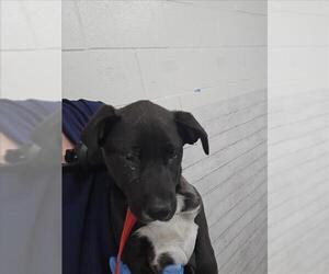 Medium Labrador Retriever Mix