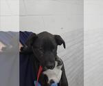 Small Labrador Retriever Mix
