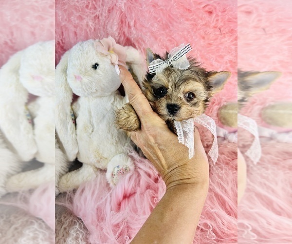 Medium Photo #15 Yorkshire Terrier Puppy For Sale in WINTER PARK, FL, USA