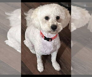 Poodle (Miniature)-Unknown Mix Dogs for adoption in Grafton, WI, USA