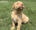 Small #1 Labrador Retriever