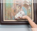 Small Photo #3 Pomeranian Puppy For Sale in GRAND JUNCTION, CO, USA