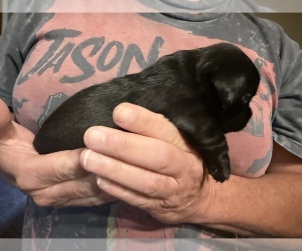 Medium Photo #26 Schweenie Puppy For Sale in DOTHAN, AL, USA