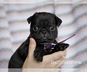 Jug-Pug Mix Puppy for sale in LIBERTY, KY, USA