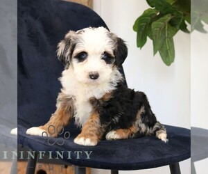 Bernedoodle (Miniature) Puppy for sale in NARVON, PA, USA