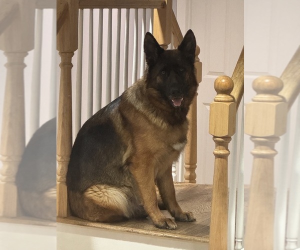 Medium Photo #1 German Shepherd Dog Puppy For Sale in DIGHTON, MA, USA