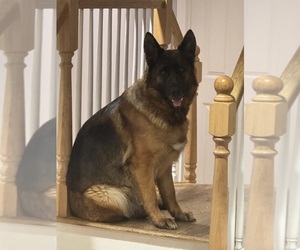 Mother of the German Shepherd Dog puppies born on 05/07/2026