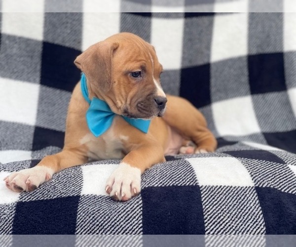 Medium Photo #5 American Staffordshire Terrier Puppy For Sale in LAKELAND, FL, USA