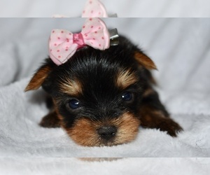 Yorkshire Terrier Puppy for sale in FAIRFAX, MO, USA