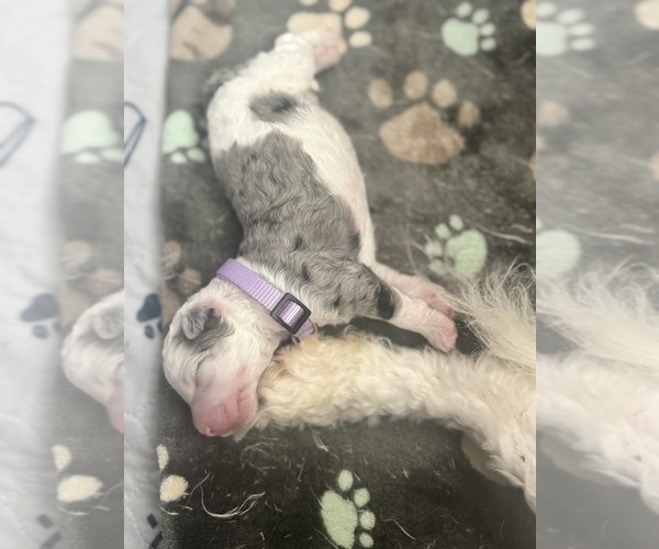 Medium Photo #65 Aussiedoodle-Bernedoodle Mix Puppy For Sale in BELTON, SC, USA
