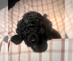 Small Photo #7 Labradoodle Puppy For Sale in VICTORIA, TX, USA