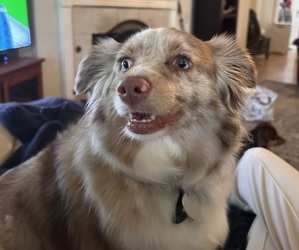 Mother of the Miniature Australian Shepherd puppies born on 03/10/2025