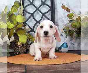 Dachshund Puppy for sale in MARIETTA, GA, USA