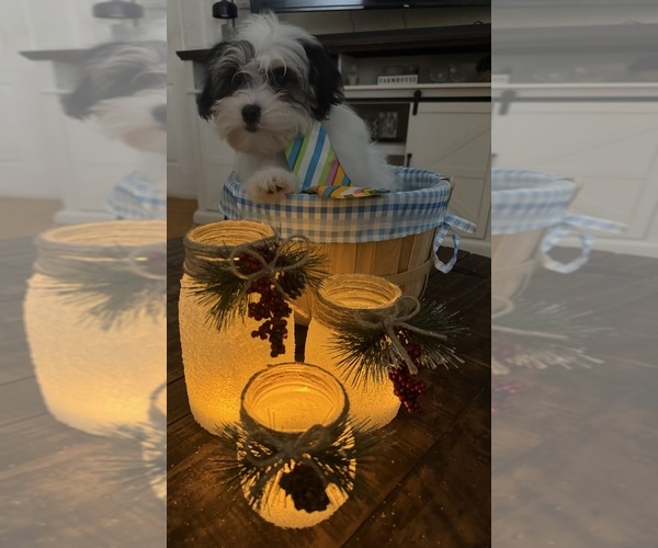 Medium Photo #45 Shih-Poo Puppy For Sale in DINWIDDIE, VA, USA
