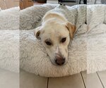 Small Photo #3 Labrador Retriever-Unknown Mix Puppy For Sale in Princeton, MN, USA