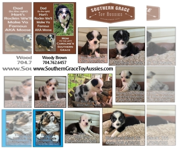Medium Photo #1 Miniature Australian Shepherd Puppy For Sale in WOODLEAF, NC, USA