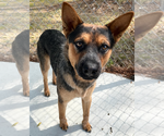 Small #2 German Shepherd Dog Mix
