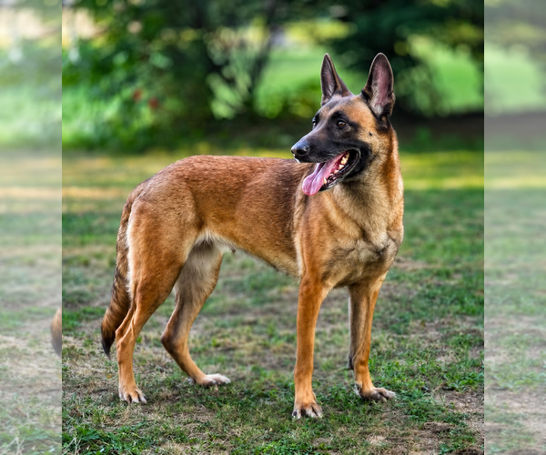 Medium Photo #8 Mutt Puppy For Sale in Stevens Point, WI, USA