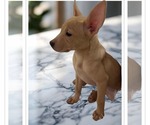 Small #2 Chihuahua Mix