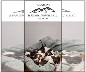 English Springer Spaniel Puppy for sale in FRUITLAND, ID, USA