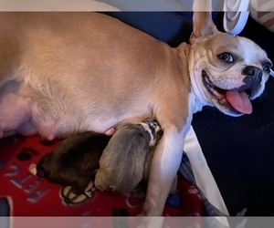 Mother of the Boston Terrier puppies born on 04/15/2022