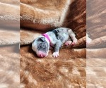 Small Photo #34 Sheepadoodle Puppy For Sale in LEHI, UT, USA