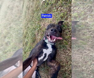 Patrick aka Lincoln - Male Holland Shepherd-Unknown Mix Dog for Adoption - Photo #8