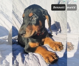 Doberman Pinscher Puppy for sale in POMEROY, OH, USA