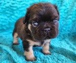 Small #3 French Bulldog