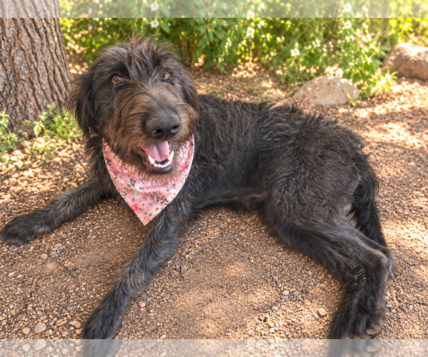 Medium Photo #1 Poodle (Standard)-Unknown Mix Puppy For Sale in Phoenix, AZ, USA