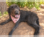 Red - Female Poodle (Standard)-Unknown Mix Dog for Adoption - Small photo