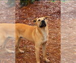 Small #3 Chinese Shar-Pei-Labrador Retriever Mix