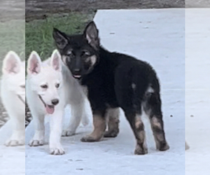 German Shepherd Dog Puppy for sale in E LAURINBURG, NC, USA