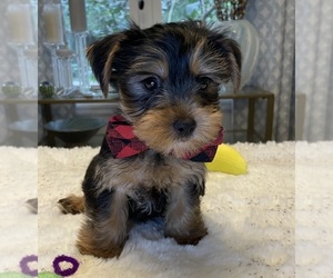 Yorkshire Terrier Puppy for Sale in GRAND RAPIDS, Michigan USA