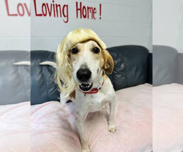 Medium Photo #4 Mutt Puppy For Sale in North Myrtle Beach, SC, USA