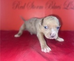 Small #2 American Bully