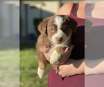Small Photo #6 Australian Shepherd Puppy For Sale in VACAVILLE, CA, USA